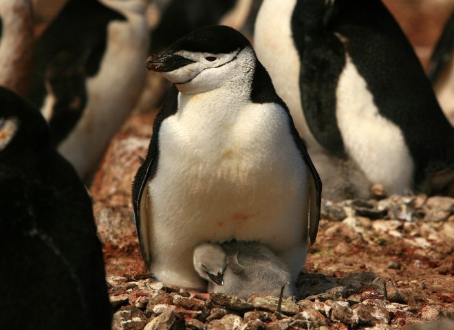 Pinguino de barbijo. Fuente: Valeria Falabella.
