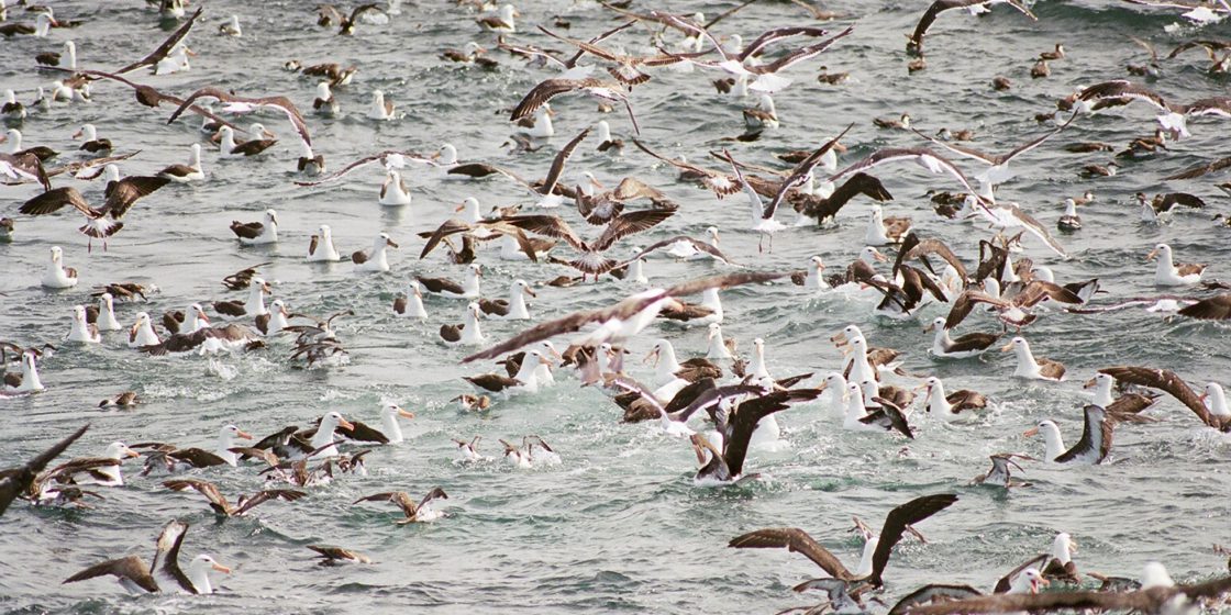 Reunión de aves marinas, con elevada proporción de Albatros de Ceja Negra (Thalassarche melanophrys), alimentándose de los descartes de un buque pesquero en el Golfo San Jorge. (Diego Gonzalez Zevallos)