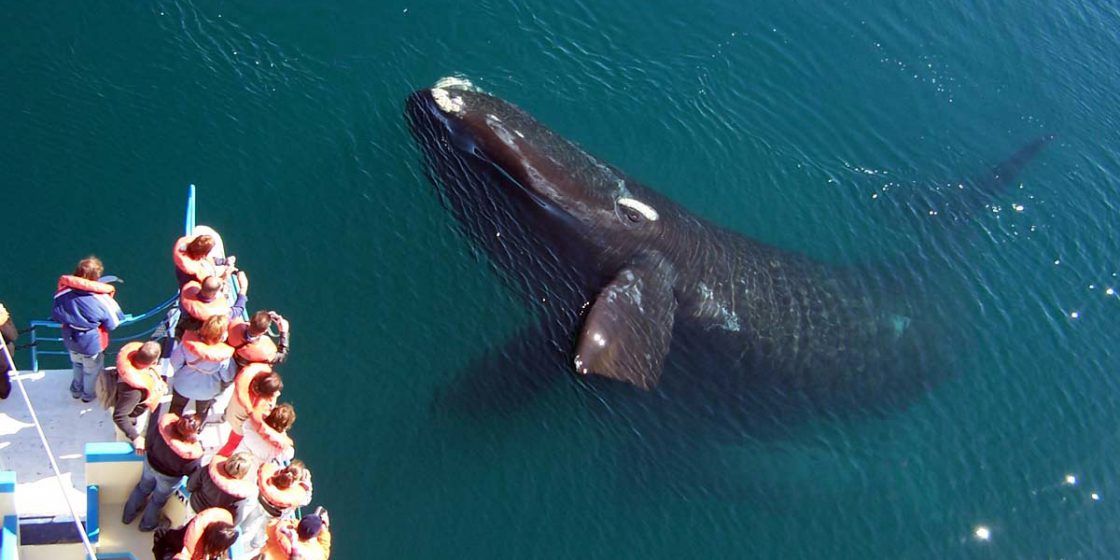 Avistaje de ballenas en Puerto Madryn (Foto: Ángel Velez)