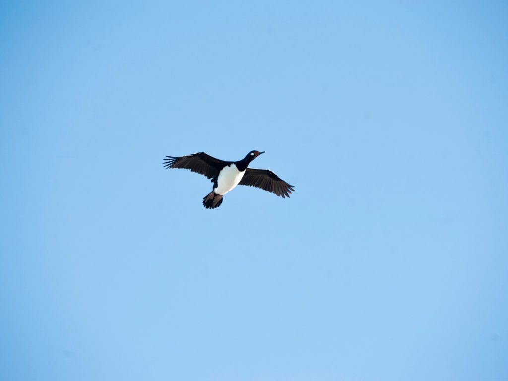 Cormorán Cuello Negro. (Ariel Mendieta)