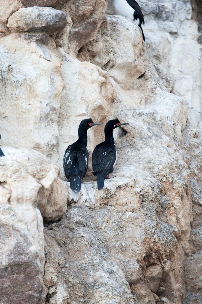 Ariel Mendieta -Cormorán Cuello Negro (2)