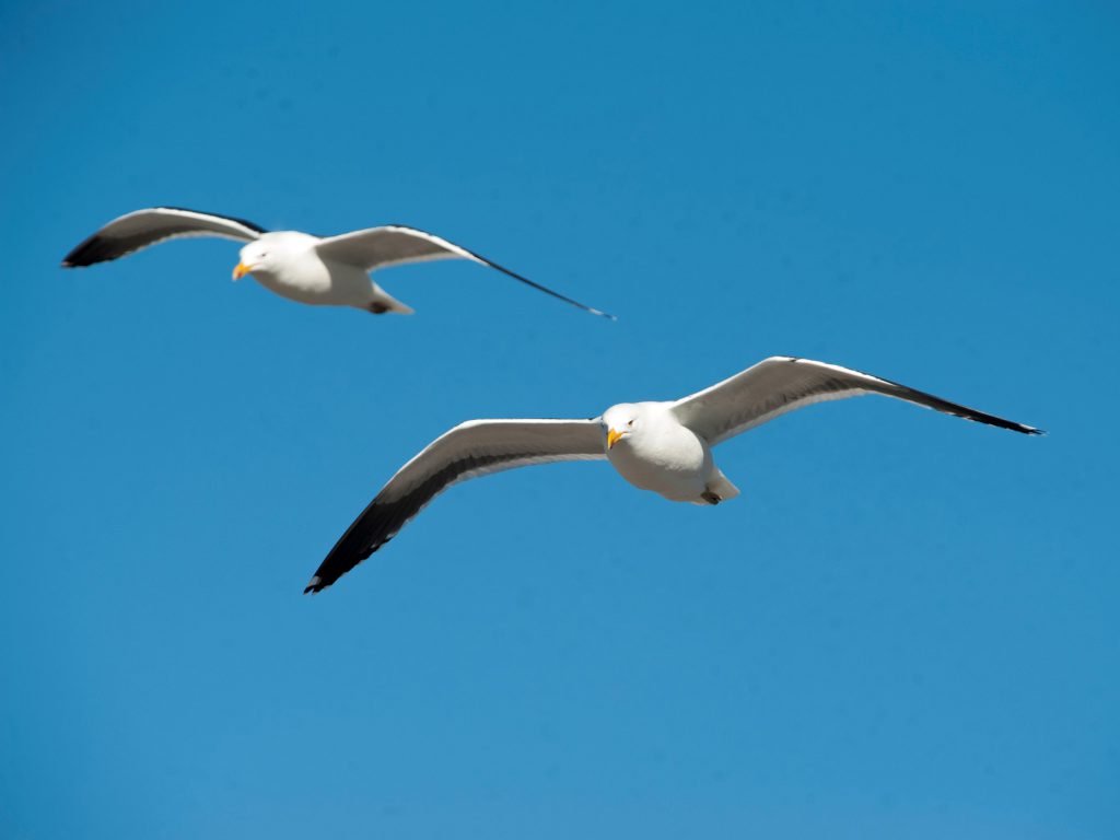 Ariel Mendieta - Gaviota Cocinera