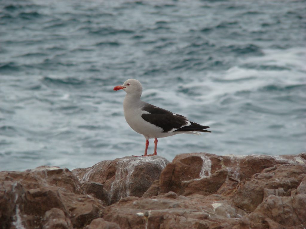 Gaviota gris. M. Manzione (20)