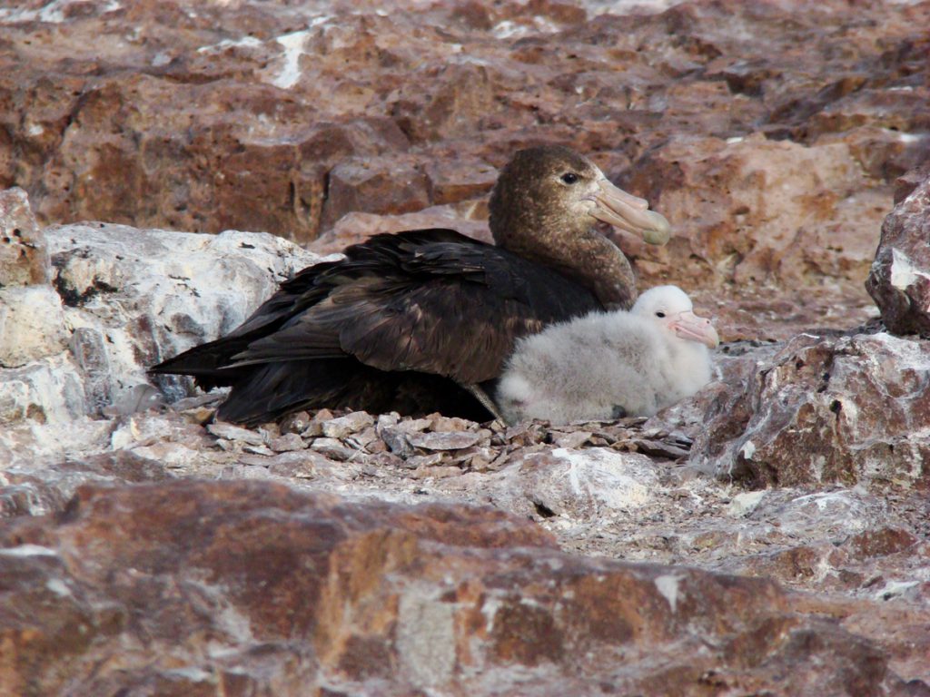 Petrel gigante . M. Manzione (12)